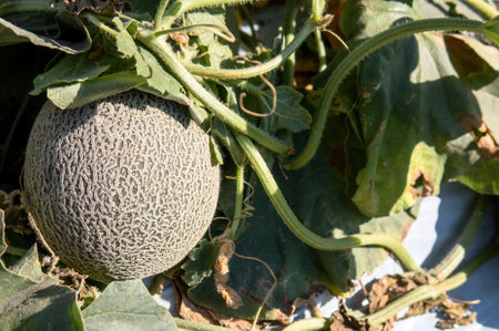 A Melon growing in a greenhouse in farmの写真素材