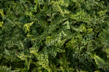 A Close up background with green fern leavesの写真素材