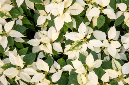 A Fresh White poinsettia holiday flower backgroundの写真素材