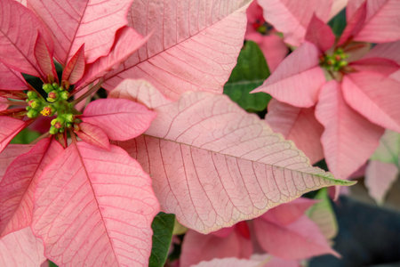 A Field of pink Christmas stars in greenhouse for sale. photo of Poinsettia flowersの写真素材
