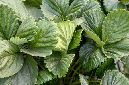 A Green leaves of garden strawberry for background Wild strawberry leavesの写真素材