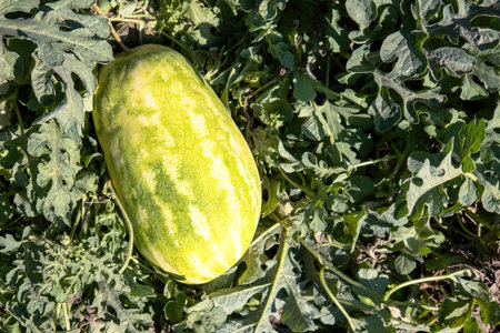 A Watermelon In Organic Summer Gardenの写真素材