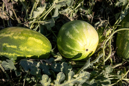 A Watermelon In Organic Summer Gardenの写真素材