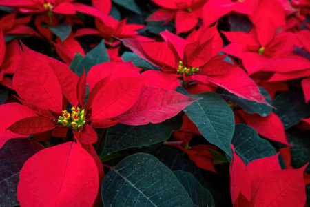 A An arrangement of beautiful poinsettias - Red poinsettia or Christmas Star flowerの写真素材