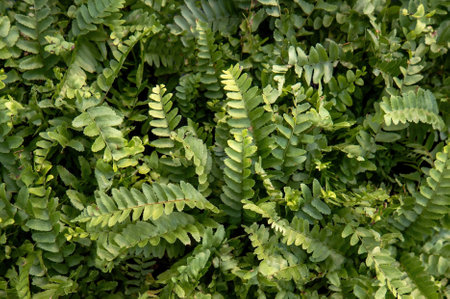 A Close up background with green fern leavesの写真素材