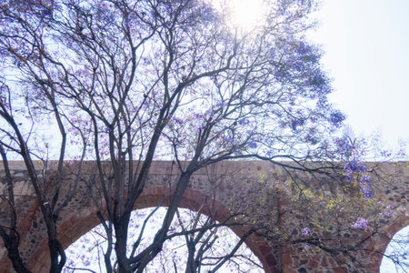A Queretaro Mexico aqueduct with jacaranda tree and purple flowersの写真素材
