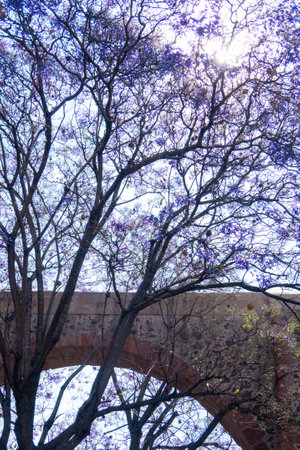 A Queretaro Mexico aqueduct with jacaranda tree and purple flowersの写真素材