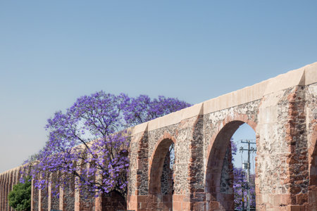 A Queretaro Mexico aqueduct with jacaranda tree and purple flowersの写真素材