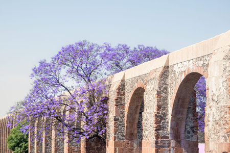 A Queretaro Mexico aqueduct with jacaranda tree and purple flowers