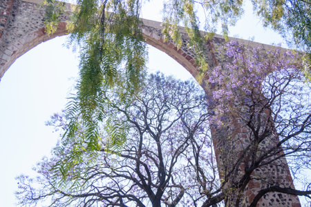 A Queretaro Mexico aqueduct with jacaranda tree and purple flowersの写真素材