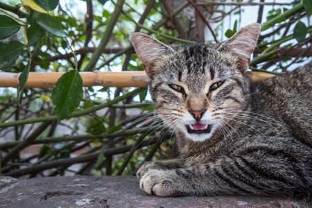 A happy cat with open mouth and tongue outの写真素材