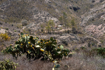 A view of the semi-desert mountains from high up in Mexico.の写真素材
