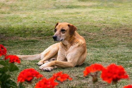 A dog laying on the grass in front of red flowersの写真素材