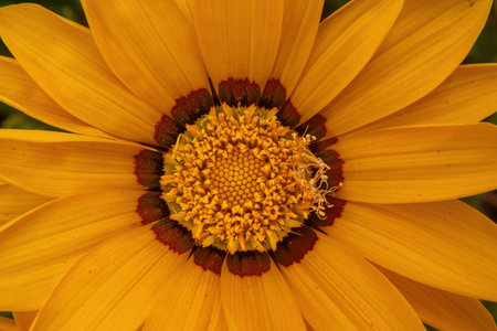 A yellow flower gazania with brown and black centerの写真素材