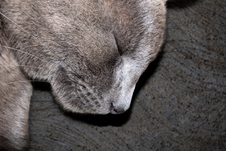 A Macro photo of gray cat sleepingの写真素材