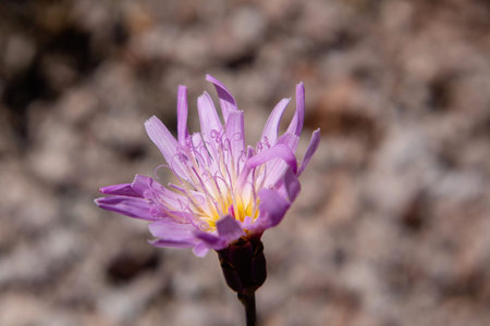 A pink flower of Pinaropappus roseusの写真素材
