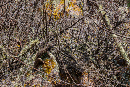 A Sceloporus spinosus Mexican spiny lizardの写真素材