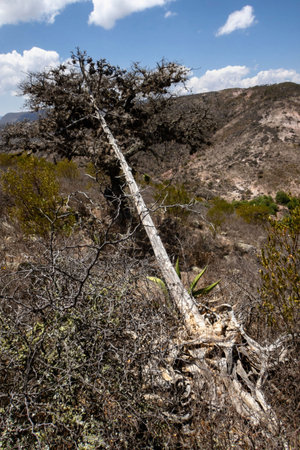 A maguey and quiote its dried fruit in the semi-desert of mexicoの写真素材