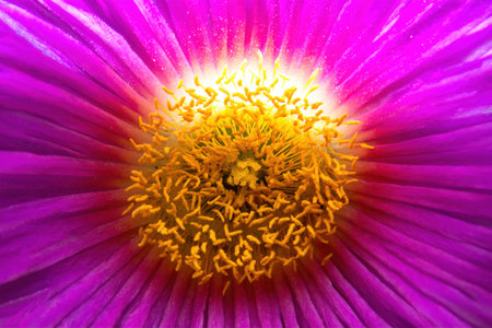 A Macro photo of pink flower of cat's claw Carpobrotus edulisの写真素材