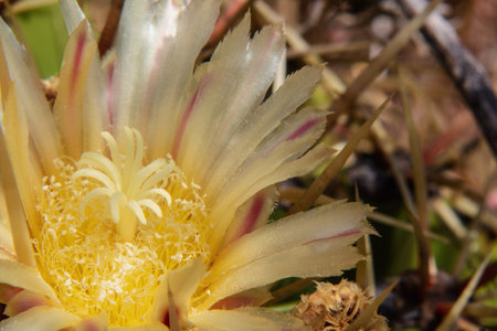 A yellow flower of cactus Ferocactus viridescensの写真素材
