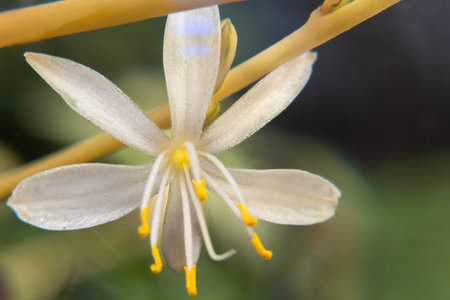 A white flower of Chlorophytum comosum macroの写真素材