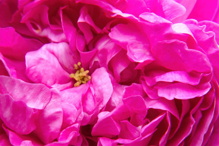 A Pink peony flower macro photo backgroundの写真素材