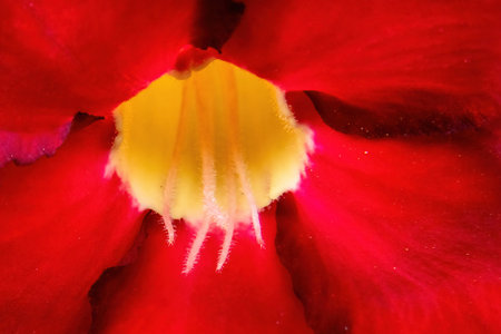 A Macro photo of red flower of Adenium obesumの写真素材