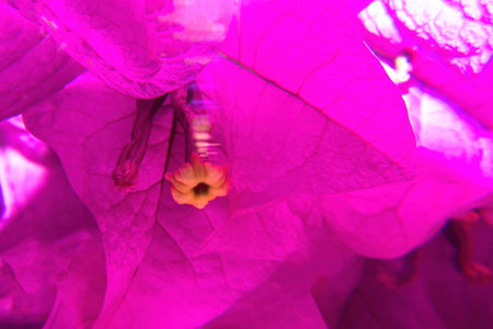 A Macro photo of purple Bougainvillea flowerの写真素材