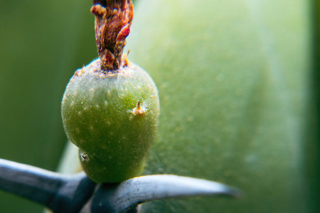 A Green fruit of Myrtillocactus geometrizans with spinesの写真素材