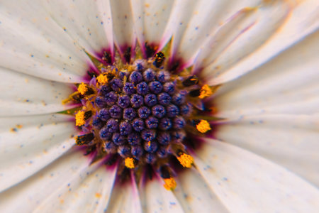 A Macro photo background with white African daisy flowerの写真素材