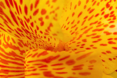 A Yellow Achira cana indica flower macro photo backgroundの写真素材
