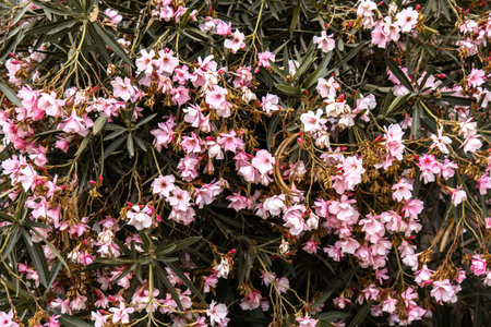 A bouquet of small pink laurel flowers for background textureの写真素材
