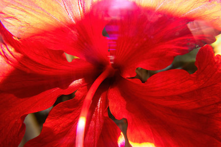 A Macro photo of red hibiscus flowerの写真素材