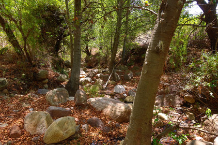 A rocky creek in the forest with trees and leavesの写真素材