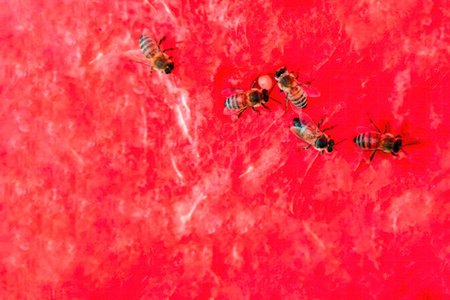 A close-up view of a juicy watermelon slice surrounded by bees, showing rich colors and intricate patterns. Ideal copy space for creative projects.の写真素材