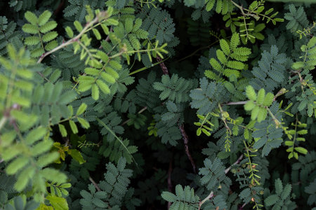 Embark on a journey of exploration through the captivating world of Mimosa Aculeaticarpa. Discover...