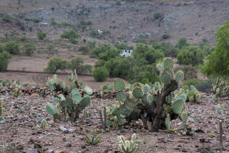 A Mexican landscape with Opuntia robusta Cactaceae semi desert rocky soilの写真素材