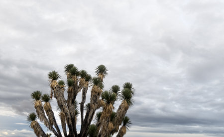 A Joshua trees Yucca brevifolia or Yucca palms, in mountains of Mexico, with space for text on topの写真素材
