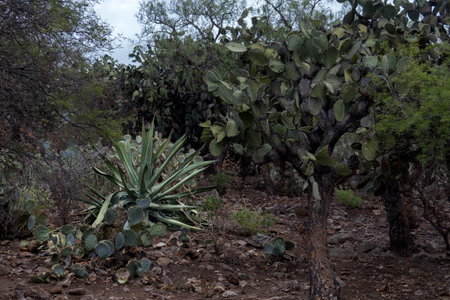 A Mexican landscape with Opuntia leucotricha, Agave salmiana and rocky groundの写真素材
