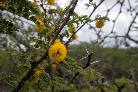 A Golden Bloom Amidst Thorns - Vibrant Acacia Flower on a Sunlit Day, a Wildlife Haven in Nature Tapestry.の写真素材