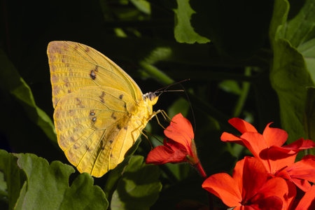 A Yellow butterfly Phoebis philea on Pelargonium inquinans or red geraniumの写真素材
