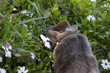 A tranquil scene featuring a gray cat sitting amidst blooming daisies in a lush garden. Perfect for themes of nature, peace, and animals.の写真素材