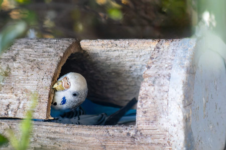 Charming photo of a blue and white parakeet nestled in a rustic wooden birdhouse. The parakeet's...