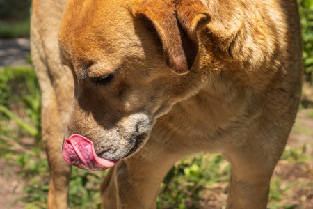 A close-up shot of a brown dog licking its nose while standing in a sunlit garden. The dog's fur is highlighted by the sunlight.の写真素材