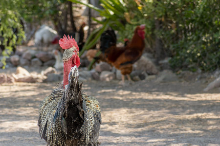 A rooster stands prominently in a rural farmyard, with other chickens visible in the background. The...