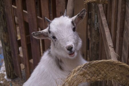 Little goat looking at the cameraの写真素材