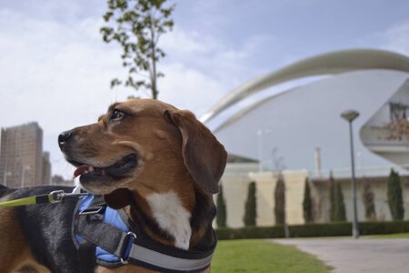 Beagle lookin around the parkの写真素材