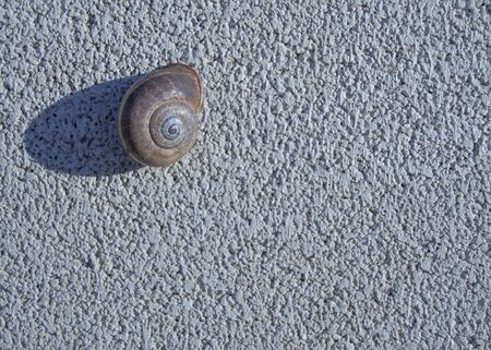 Snail attached to a wall casting a side shadow.の写真素材