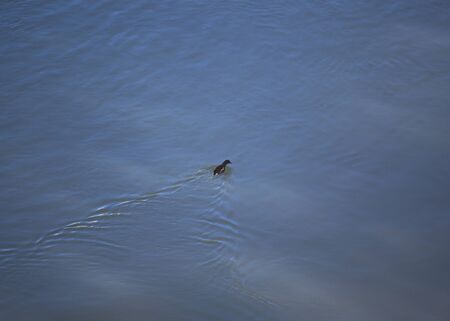 Anas chlorotis swimming diagonally and leaving a trail in the river waterの写真素材