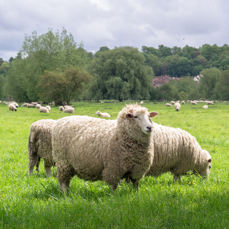 Sheeps grazing in the medow next to Salisbury Cathedralの写真素材